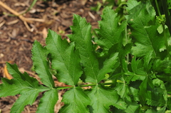 Pastinaca sativa sativa
