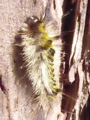 Lophocampa argentata