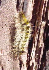 Lophocampa argentata