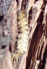 Lophocampa argentata