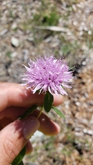 Monardella sheltonii