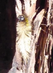 Lophocampa argentata