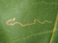 Stigmella aceris