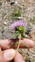 Monardella sheltonii