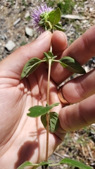 Monardella sheltonii