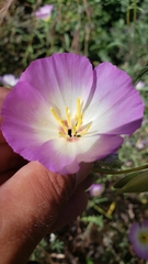 Clarkia gracilis albicaulis