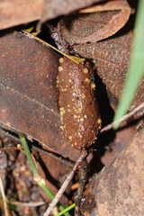 Ascobolus crenulatus