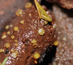 Ascobolus crenulatus