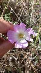 Clarkia gracilis albicaulis