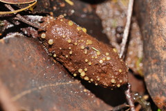 Ascobolus crenulatus