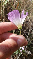 Clarkia gracilis albicaulis