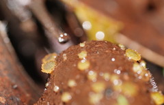 Ascobolus crenulatus