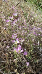 Clarkia gracilis albicaulis
