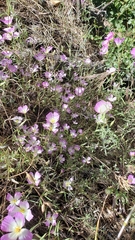 Clarkia gracilis albicaulis