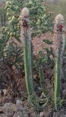 Cleistocactus