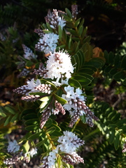Veronica macrocarpa
