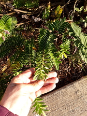 Veronica macrocarpa