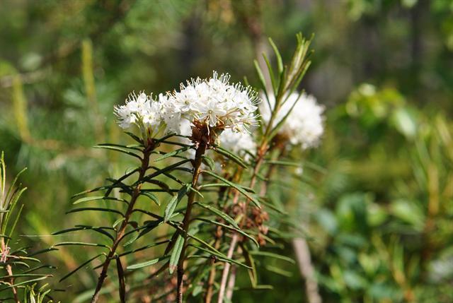 File:Labrador tea shrub in Fundy National Park.jpg - Wikipedia