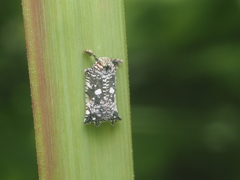 Elasmoscelis perforata