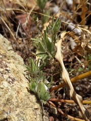 Cordylanthus nidularius