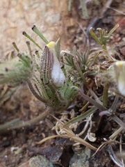 Cordylanthus nidularius