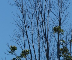 Lichmera indistincta