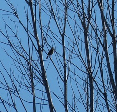 Lichmera indistincta