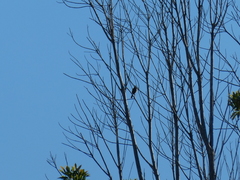 Lichmera indistincta