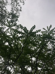 Comocladia macrophylla