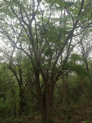 Comocladia macrophylla