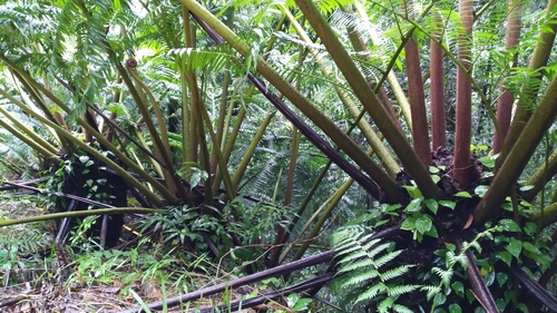 Angiopteris evecta