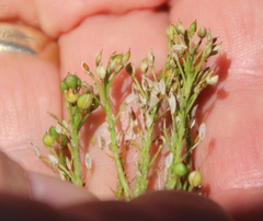 Lepidium oleraceum