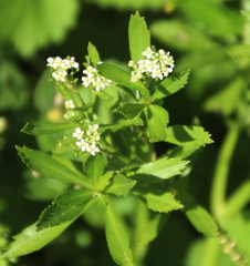 Lepidium oleraceum