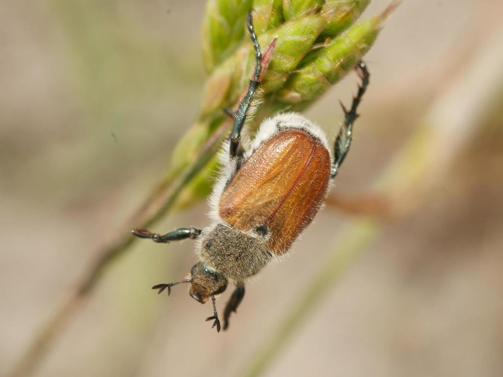 Chaetopteroplia segetum