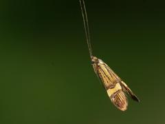 Nemophora degeerella