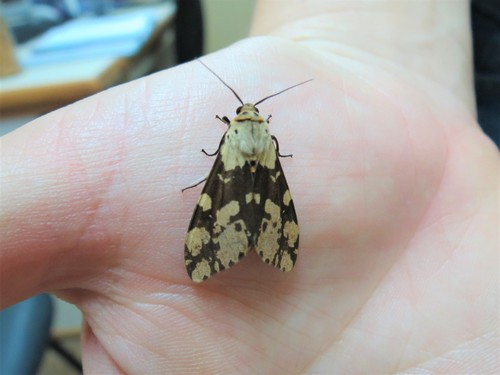 Afraloa bifurca