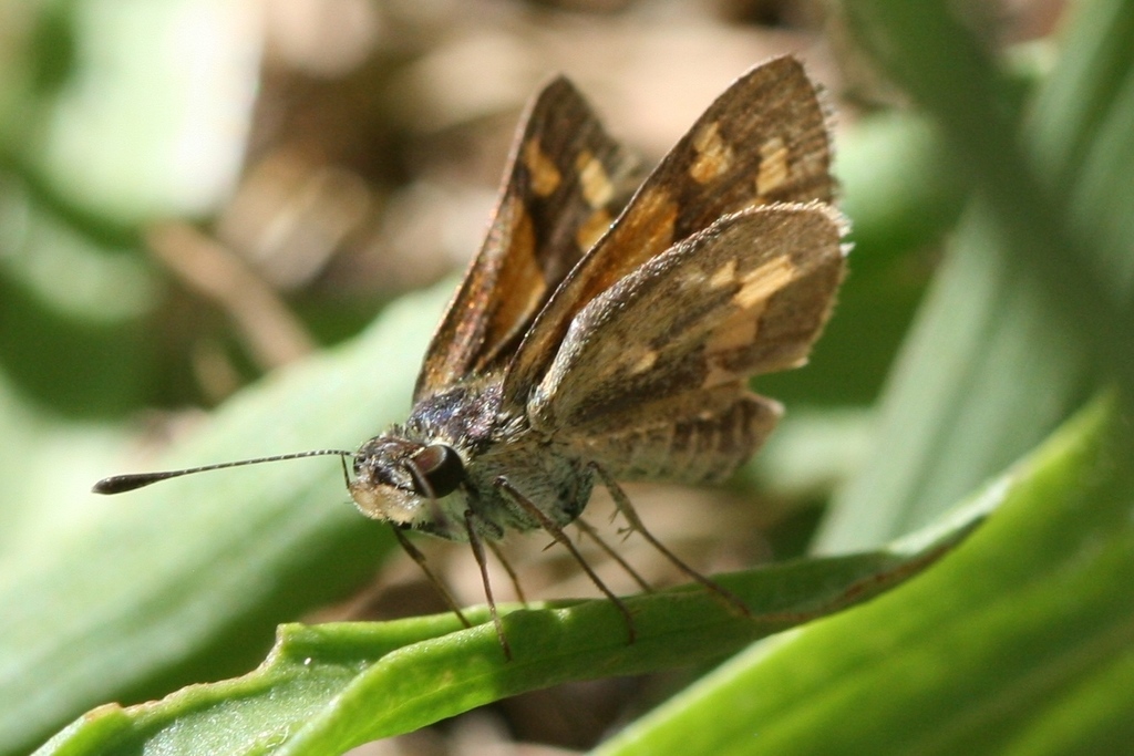 Sandy Grass-dart