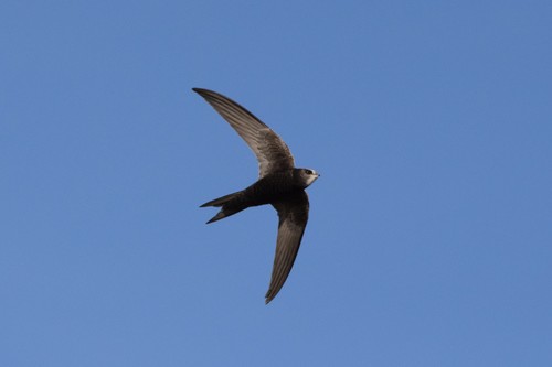 Eastern Common Swift (Subspecies Apus apus pekinensis) · iNaturalist