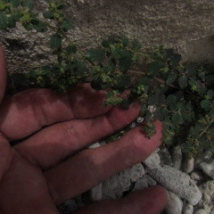 Euphorbia cozumelensis