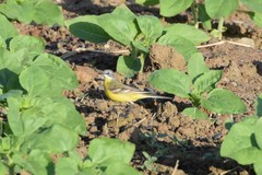 Motacilla flava beema