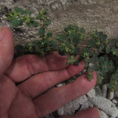 Euphorbia cozumelensis