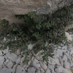 Euphorbia cozumelensis