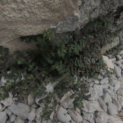 Euphorbia cozumelensis