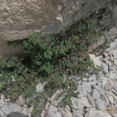 Euphorbia cozumelensis