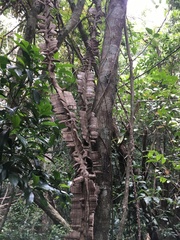 Mezoneuron brachycarpum