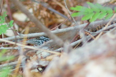 Thryophilus pleurostictus