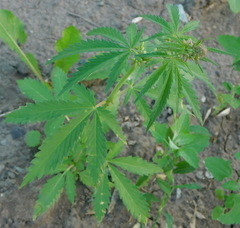 Cannabis sativa spontanea