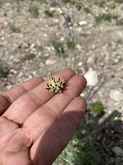 Hymenopappus filifolius eriopodus