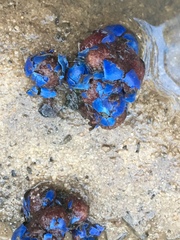 Elaeocarpus reticulatus