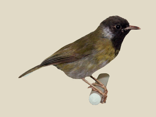 Masked Apalis